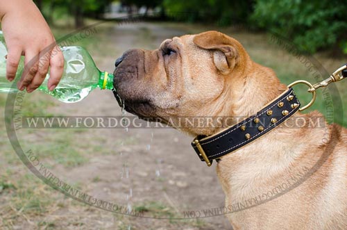 沙皮犬项圈